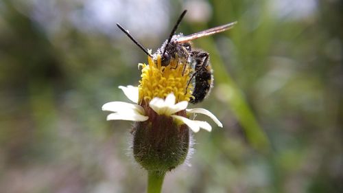 Close-up of butterfly pollinating on flower