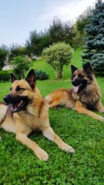 View of a dog on field