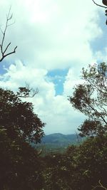 Low angle view of trees against cloudy sky