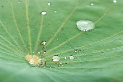 Close-up of raindrops on green leaves