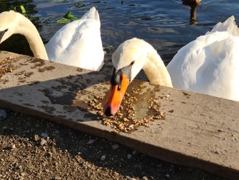 Swans in a lake