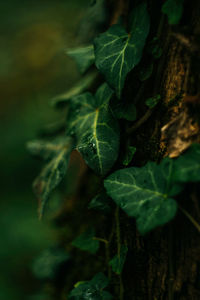 Close-up of green leaf