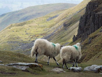 Sheep on grassy mountain