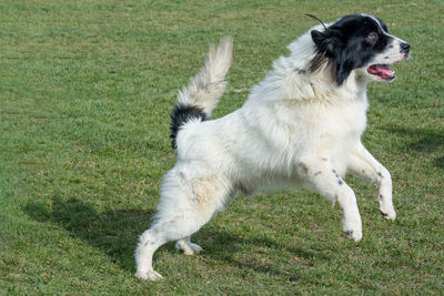 Dog on field