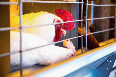 Chicken birds in cage at poultry farm