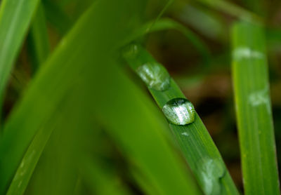 Close-up of raindrops on leaf