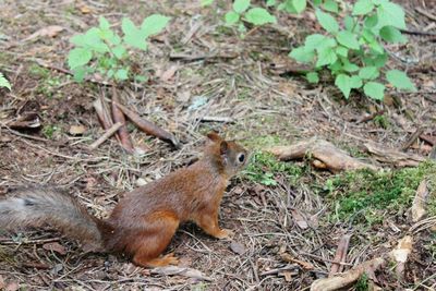 Squirrel on field