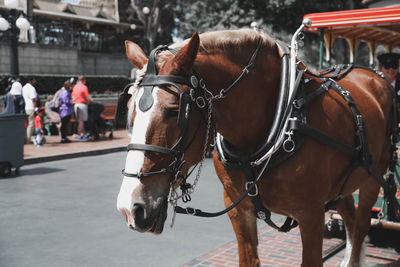 Horse standing on street