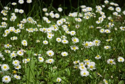 Close-up of white daisy flowers on field