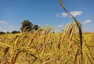 Crops growing on field against sky