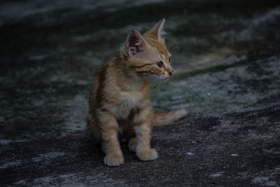 Cat looking away