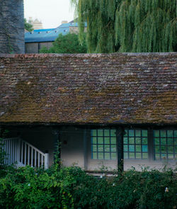 Ivy growing on house