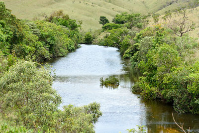 Scenic view of river amidst trees in forest