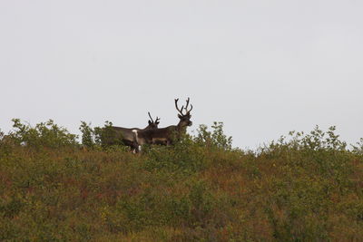 Deer in a field