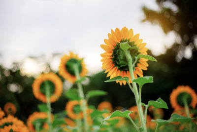 Close-up of yellow flowering plant