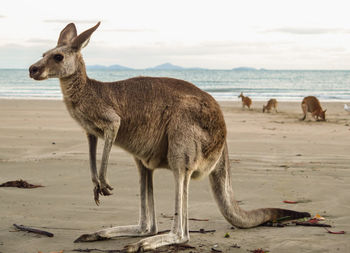 View of sheep on beach