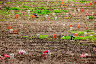 Harvesting of the potato crop at the region of cundinamarca in colombia