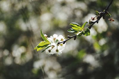 Close-up of white cherry blossoms in spring