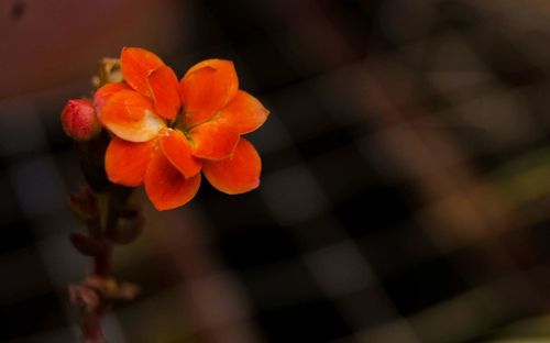 Close-up of flowers blooming outdoors