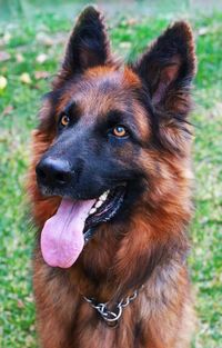 Close-up of dog looking away