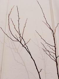 Close-up of bare tree against sky