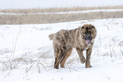 Dog standing on snow covered land