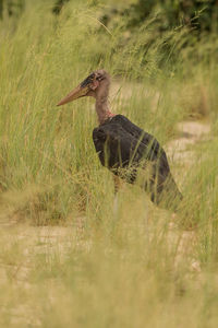 Side view of a bird on field