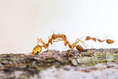 Close-up of ants on ground