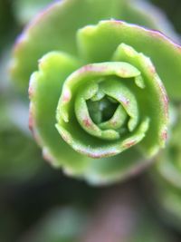 Close-up of flower