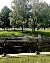 Trees in park