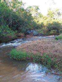 Scenic view of river flowing in forest