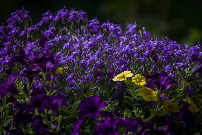 Close-up of purple flowering plants