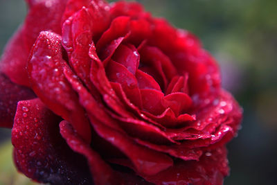 Close-up of wet red rose