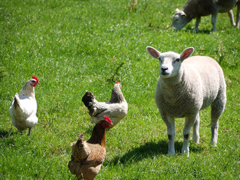 Birds on grassy field