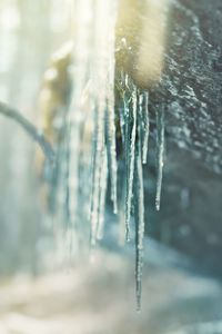 Close-up of frozen plant