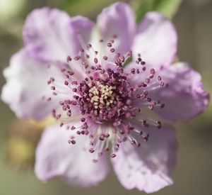 Close-up of pink flowers