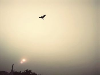 Low angle view of airplane flying in sky