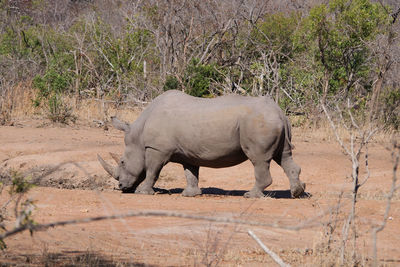 View of elephant on land