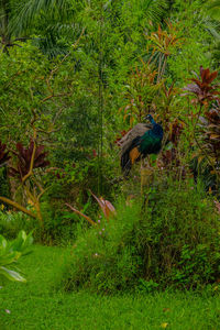 View of a bird on field