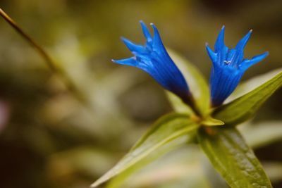 Close-up of purple flowering plant