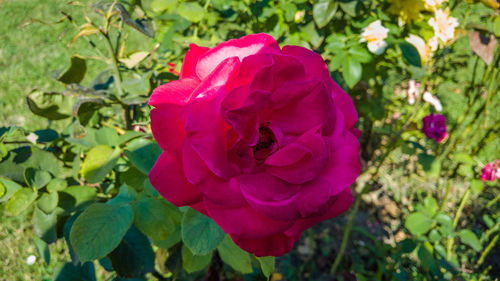 Close-up of rose flower