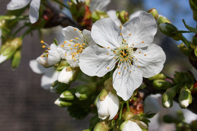 Close-up of white cherry blossoms in spring