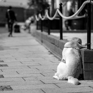 Dog resting on footpath