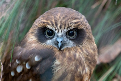 Close-up portrait of owl