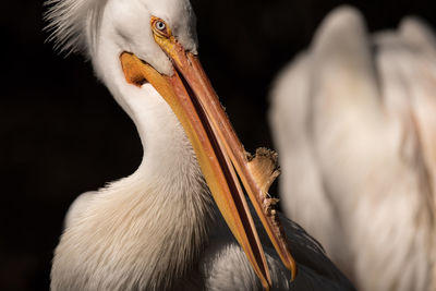 Close-up of a bird