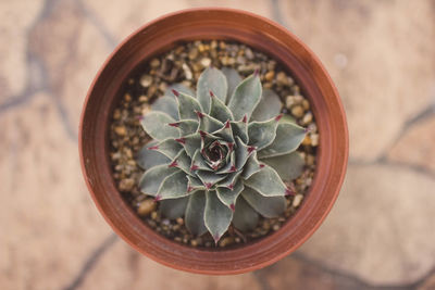 High angle view of potted plant