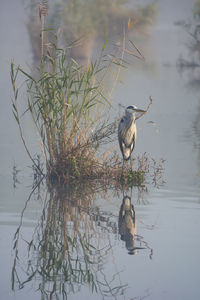 Bird perching on a lake