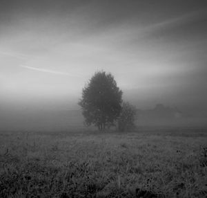 Tree on field against sky