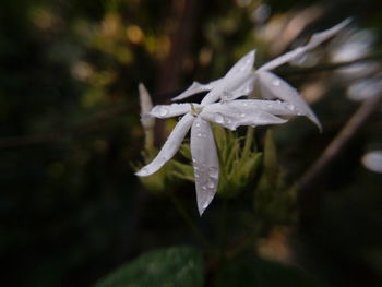 Close-up of wet white flowering plant