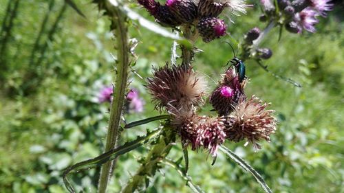 Close-up of purple thistle flowers